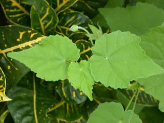 Abutilon indicum, leaves