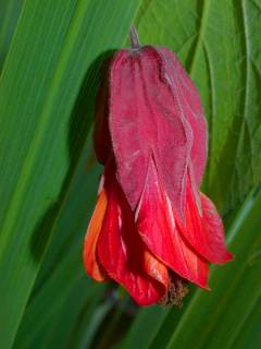Abutilon megapotamicum, flower