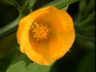 Abutilon indiicum, flower