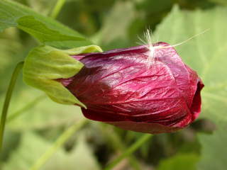 Abutilon 'Nabob', opening flower