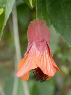 Abutilon 'Patrick Synge', flower
