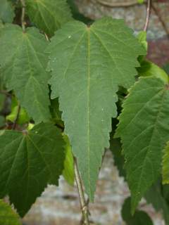 Abutilon 'Patrick Synge', leaf