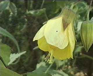 Abutilon variety, yellow, flower
