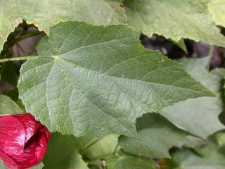 Abutilon 'Nabob', leaf