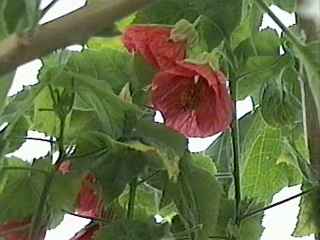 Abutilon 'Ashford Red', flowers