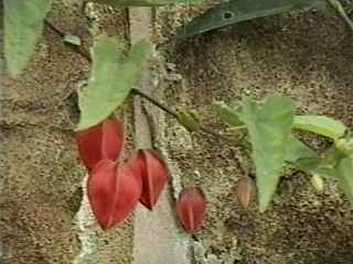 Abutilon megapotamicum, flower buds