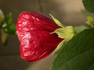 Abutilon 'Nabob', flower