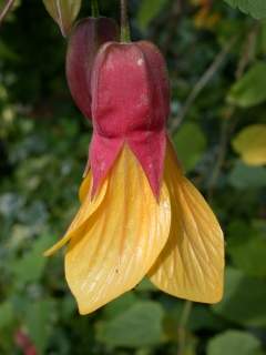 Abutilon 'Kentish Belle', flower