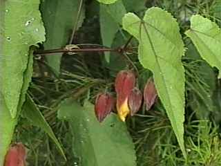 Abutilon 'Kentish Belle', flower buds
