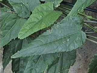 Abutilon megapotamicum, leaves
