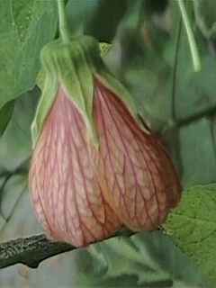 Abutilon x savitzii, flower