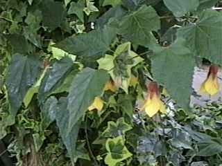 Abutilon 'Kentish Belle', flowers