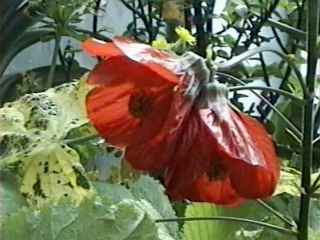Abutilon 'Cannington Sally', flowers