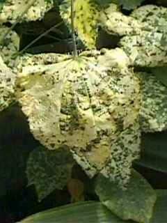 Abutilon 'Cannington Sally', leaf
