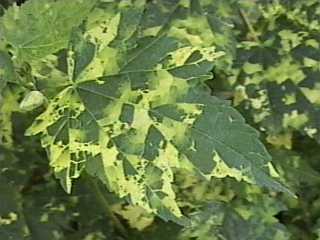 Abutilon 'Carrington Carol', leaf