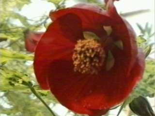 Abutilon 'Cannington Sally', flower