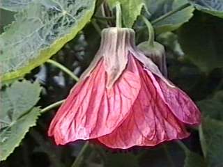 Abutilon 'Ashford Red', flower