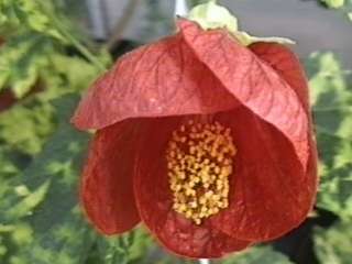 Abutilon 'Carrington Carol', flower