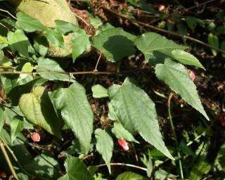 Abutilon 'Cynthia Pike', foliage
