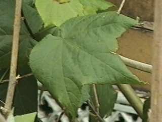Abutilon 'Canary Bird', leaf