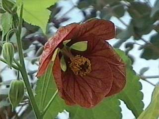 Abutilon 'Red Bell', flower