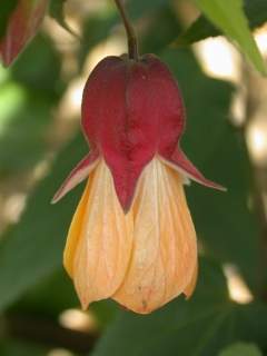 Abutilon 'Cynthia Pike', flower
