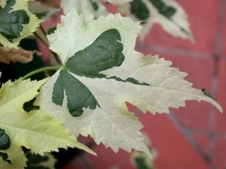 Abutilon x savitzii, leaf