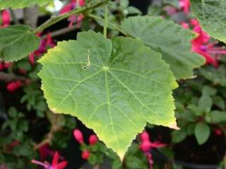 Abutilon 'Ashford Red', leaf