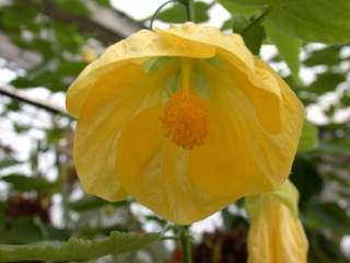 Abutilon hybridum, flower