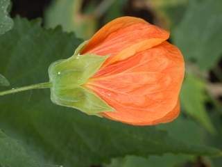 Abutilon hybridum, flower