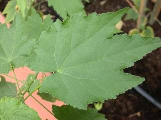 Abutilon hybridum, leaf
