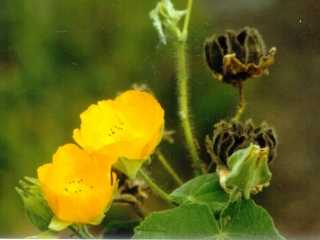 Abutilon species, flowers
