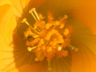 Abutilon indiicum, eye of flower