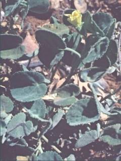 Abutilon indicum, in bud