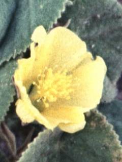 Abutilon indicum, flower