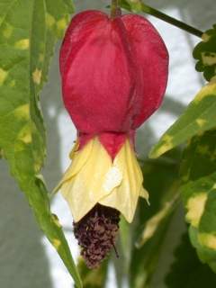 Abutilon megapotamicum 'Variegatum', flower