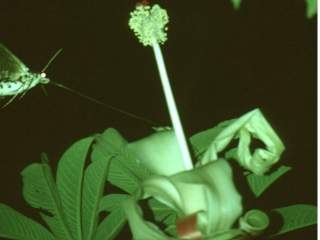 Adansonia species, flower and pollinator