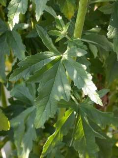Althaea cannabina, leaf