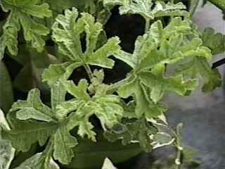 Alyogyne huegelii, leaves