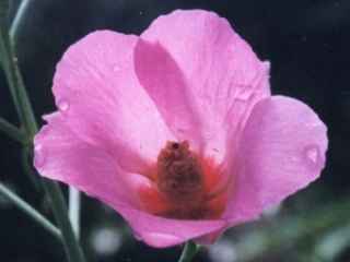 Alyogyne hakeifolia, flower