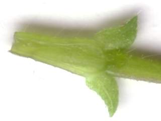 Anisodontea capensis, stipules