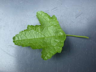 Anisodontea capensis, leaf (upper side)