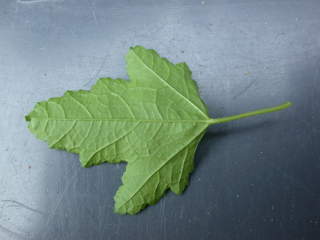 Anisodontea capensis, leaf (under side)