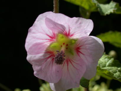 Anisodontea species or variety, flower