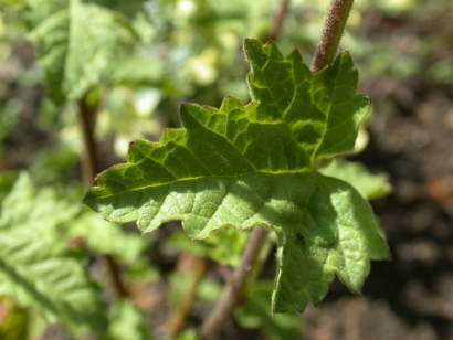 Anisodontea species or variety, leaf