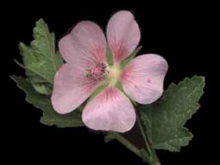 Anisodontea capensis, flower