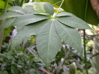 Bombax ceiba, leaf
