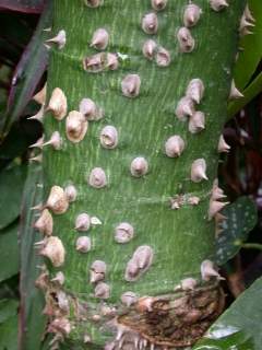 Bombax ceiba, stem with thorns