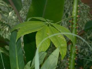 Bombax ceiba, leaf and stem