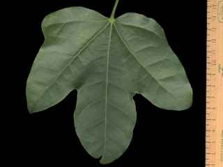Brachychiton acerifolium, leaf